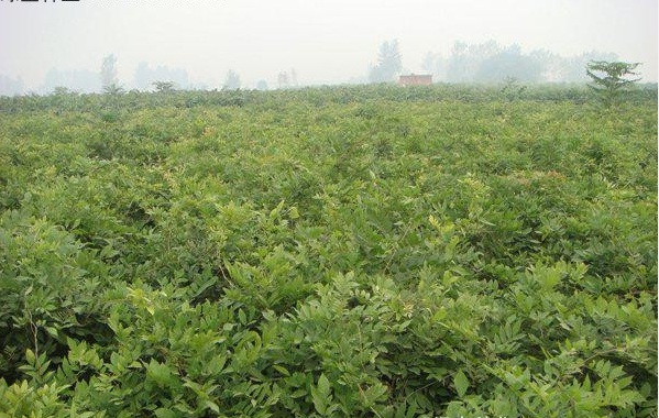 1628046681566435.jpg 紫藤3.PNG