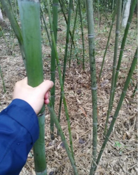 1628050360740964.jpg 竹子1.PNG