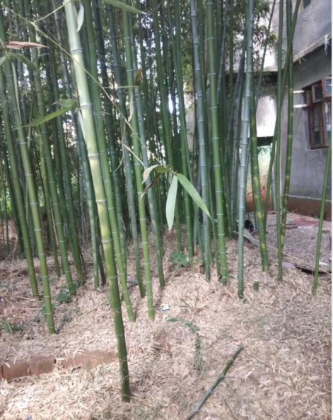 1628050377907959.jpg 竹子2.PNG