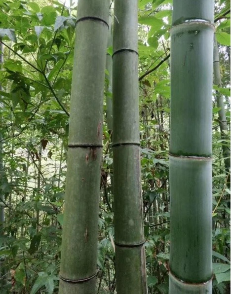 1628050400589468.jpg 竹子3.PNG