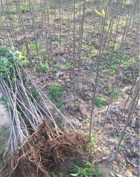 1628053044351702.jpg 白玉蘭1.PNG