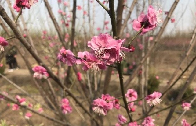 1628056417337014.jpg image.jpg