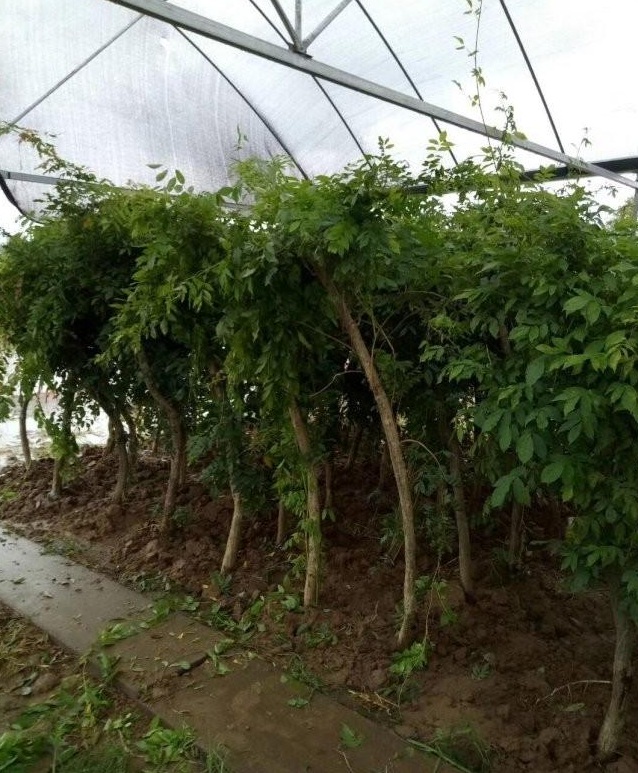 1628057100395570.jpg image.jpg