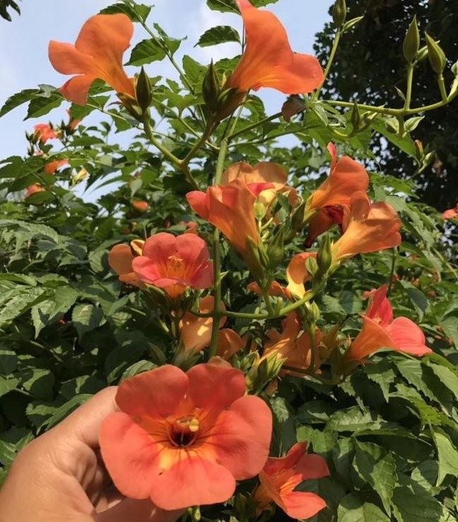 1628057285948606.jpg image.jpg