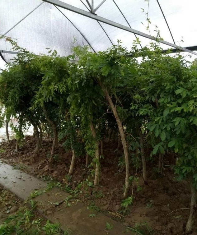 1628057297451455.jpg image.jpg