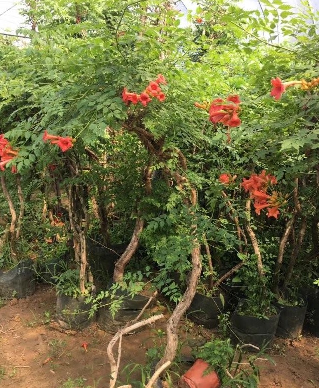 1628057306611400.jpg image.jpg