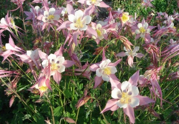 1628058046227644.jpg image.jpg