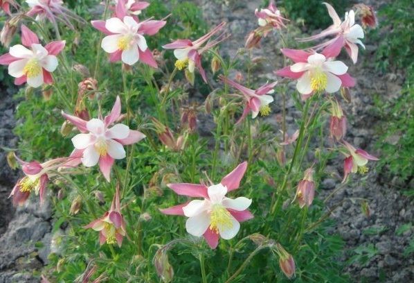 1628058054438687.jpg image.jpg