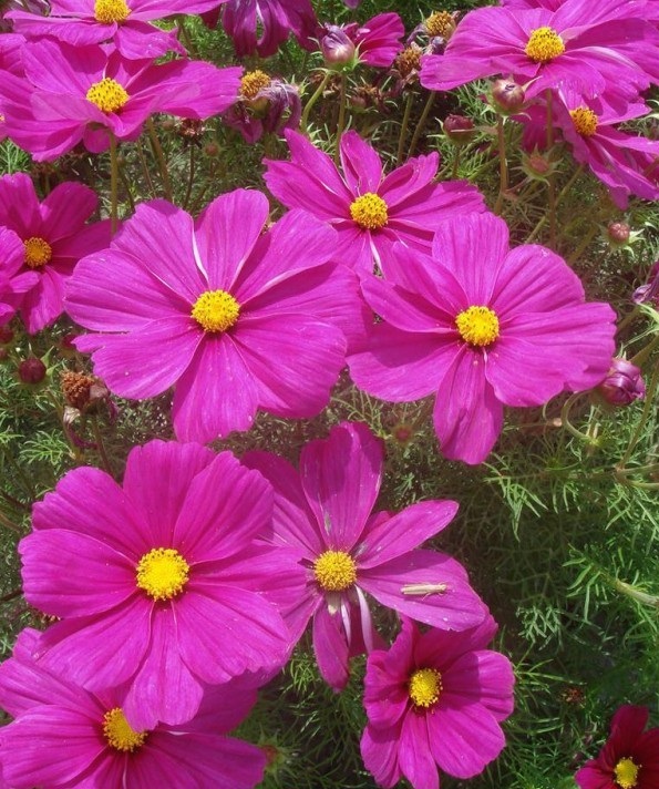 1628058269715655.jpg image.jpg