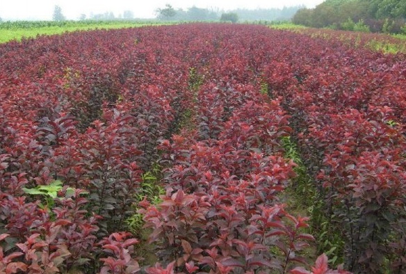 1628059023996218.jpg image.jpg