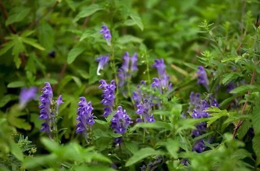 1628059417188907.jpg image.jpg