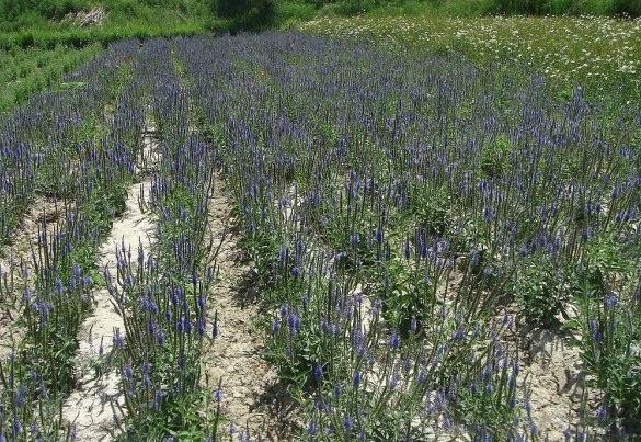 1628059600897183.jpg image.jpg