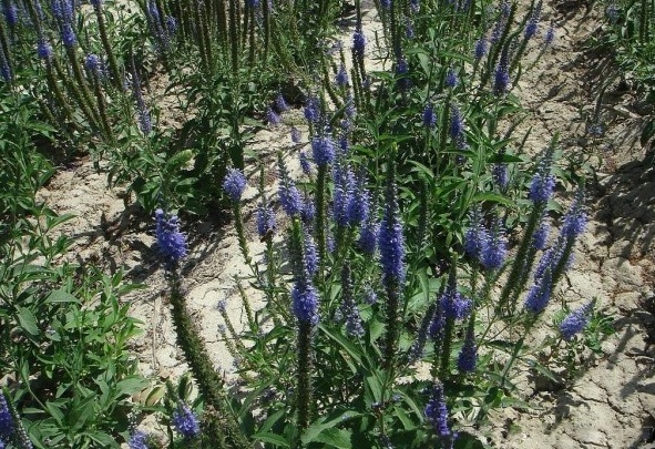 1628059616821346.jpg image.jpg