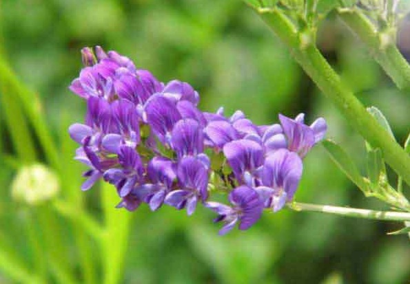 1628059726670356.jpg image.jpg