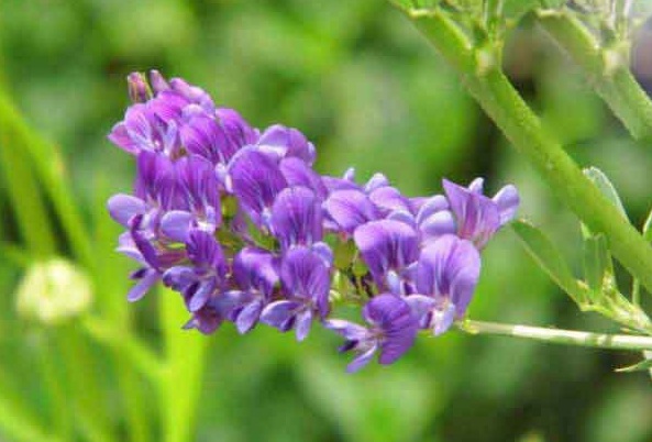 1628059744827633.jpg image.jpg