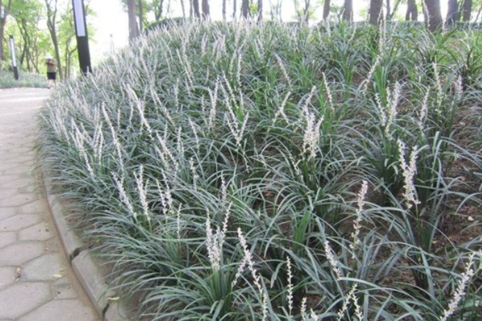 1628060748744230.jpg 麥冬草2.jpg