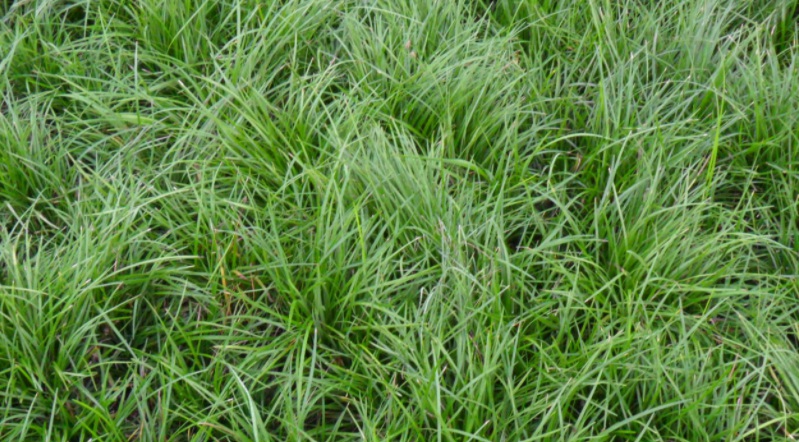 1628060765419633.jpg 麥冬草3.jpg