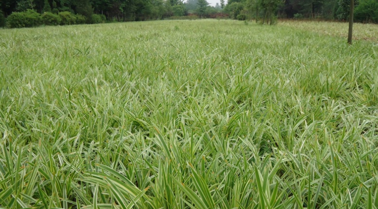 1628060864756657.jpg 麥冬草333.jpg