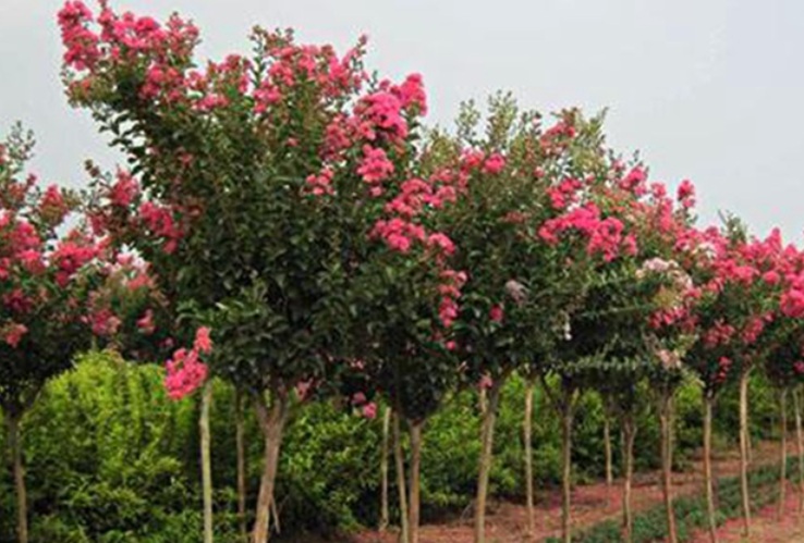 1628063627540223.jpg 紫薇2.jpg