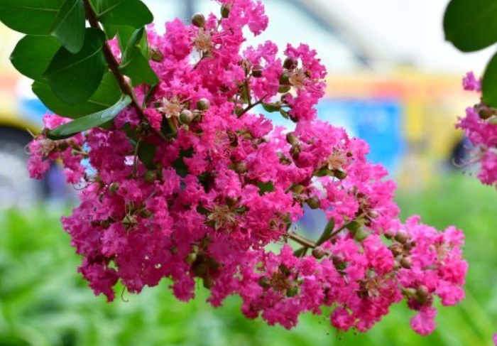 1628063648539616.jpg 紫薇3.jpg