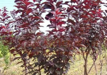 1628084177585023.jpg image.jpg