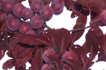 1628084192819424.jpg image.jpg