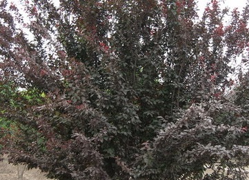 1628084206651703.jpg image.jpg