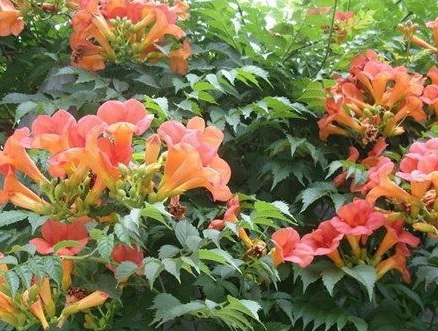 1628084350698755.jpg image.jpg