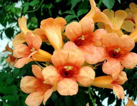 1628084378478346.jpg image.jpg