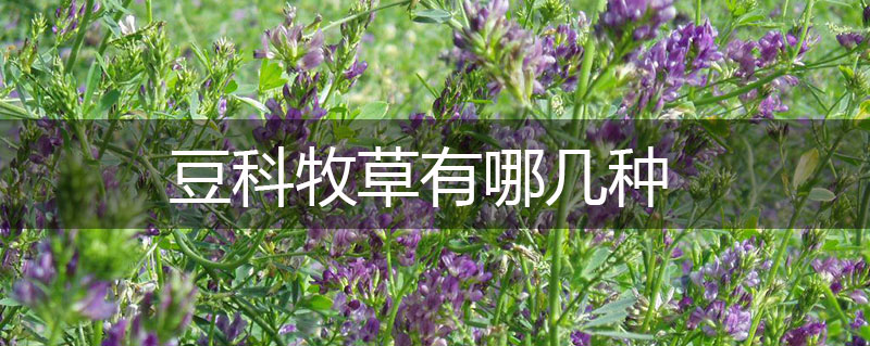 豆科牧草有哪幾種 豆科牧草有哪幾種