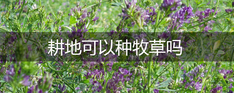 耕地可以種牧草嗎 耕地可以種牧草嗎