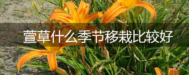 萱草什么季節移栽比較好 萱草什么季節移栽比較好