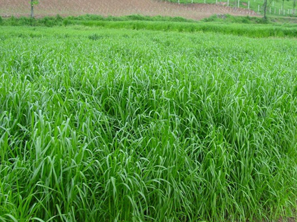 1628120623979481.jpg 黑麥草_副本.jpg