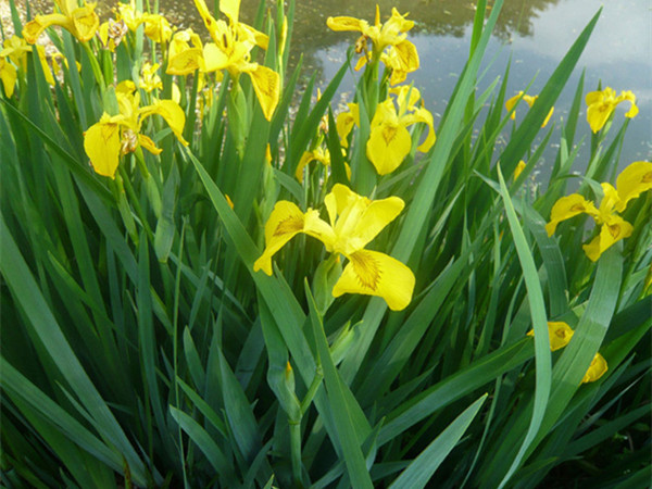 1628121095694441.jpg 黃菖蒲1_副本.jpg