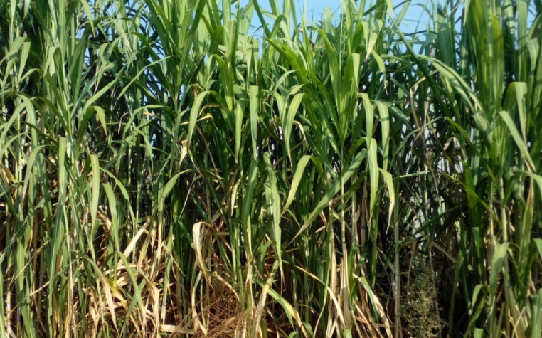 1628143214163216.jpg 甜象草2.jpg