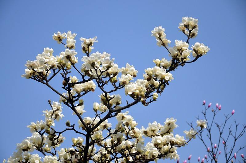 1628162433971480.jpg 1628162433971480.jpg