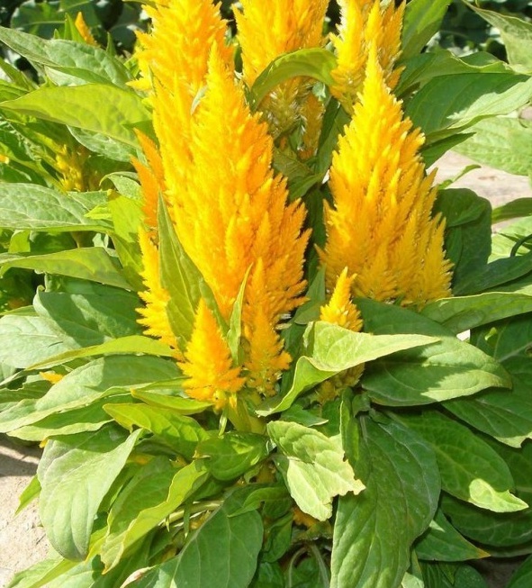 1628214887249767.jpg image.jpg