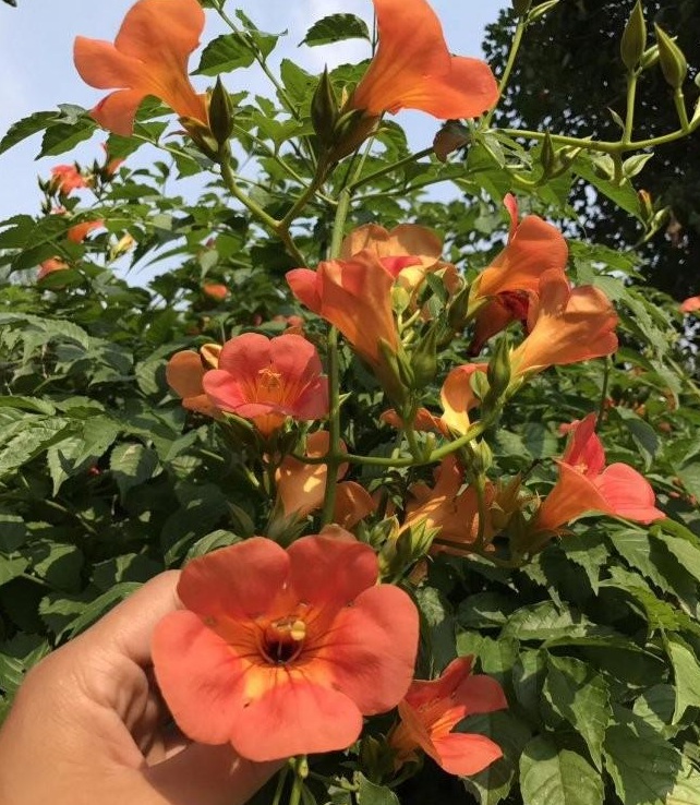 1628215249925896.jpg image.jpg