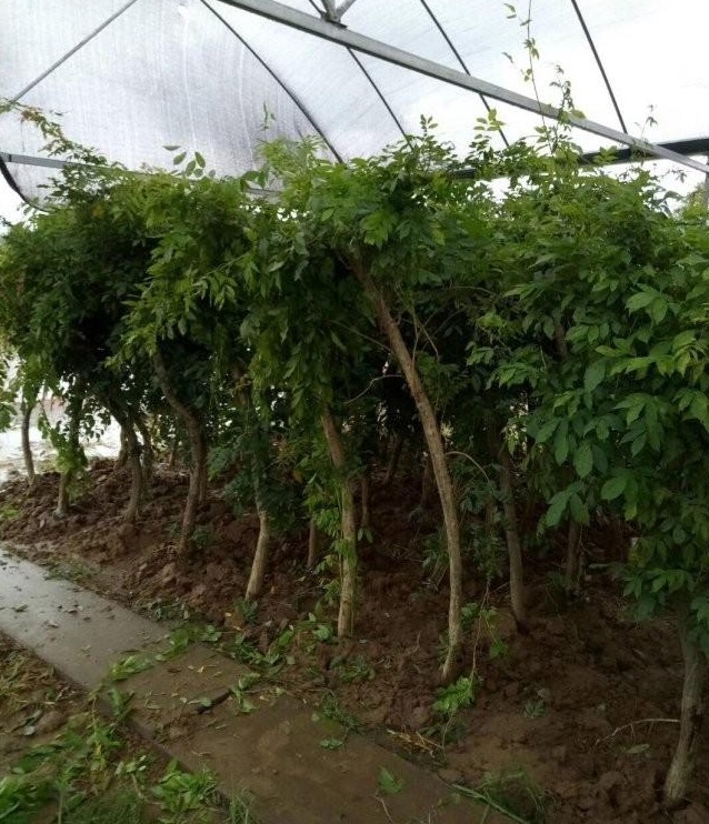 1628215262207312.jpg image.jpg