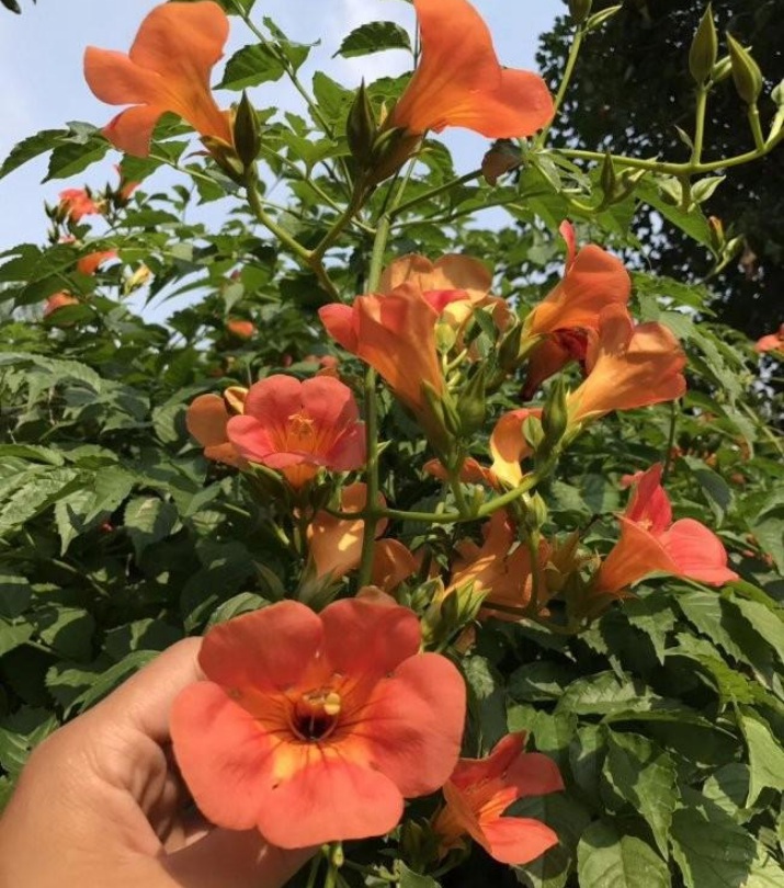 1628215657597105.jpg image.jpg