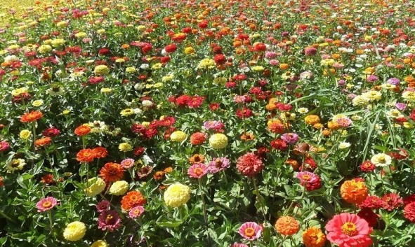 1628215866999532.jpg image.jpg