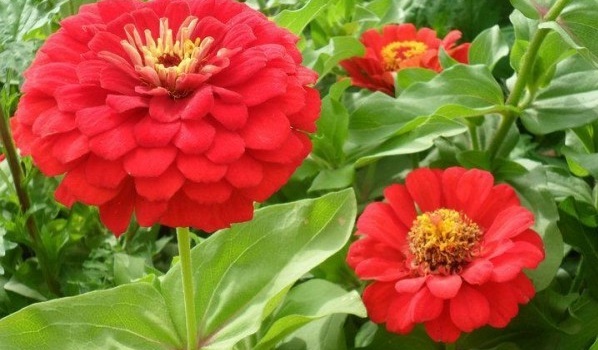 1628215895435799.jpg image.jpg