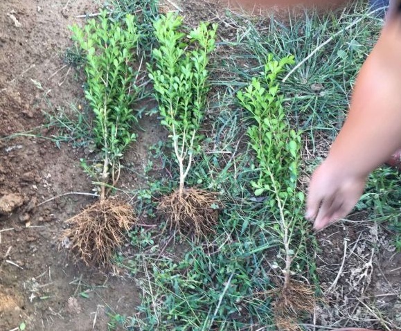 1628215974181176.jpg image.jpg