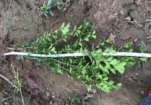 1628215984380938.jpg image.jpg