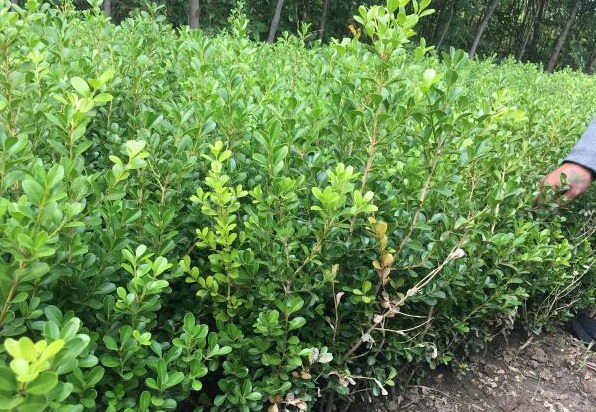 1628215996591204.jpg image.jpg