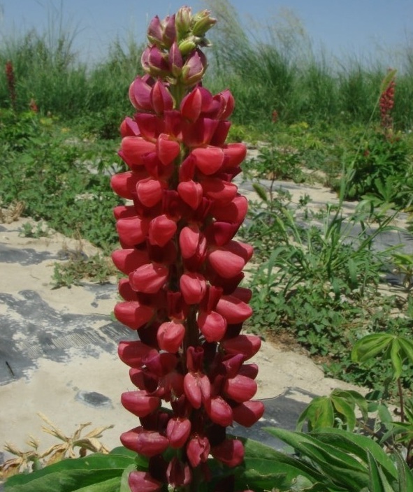 1628216494838451.jpg image.jpg