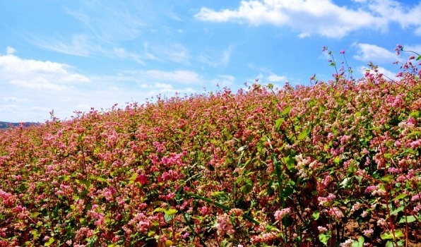 1628216798473590.jpg image.jpg