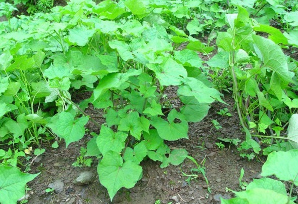 1628216808140989.jpg image.jpg