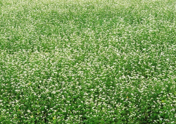 1628216819994666.jpg image.jpg