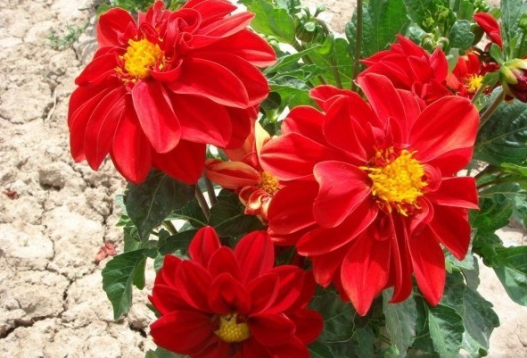 1628216892528780.jpg image.jpg